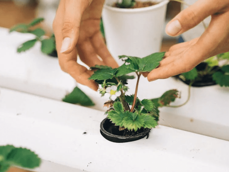 Urban farmers cultivating fresh strawberries using Ingreenfuture hydroponic pipeline systems – a sustainable farming solution in 2025.